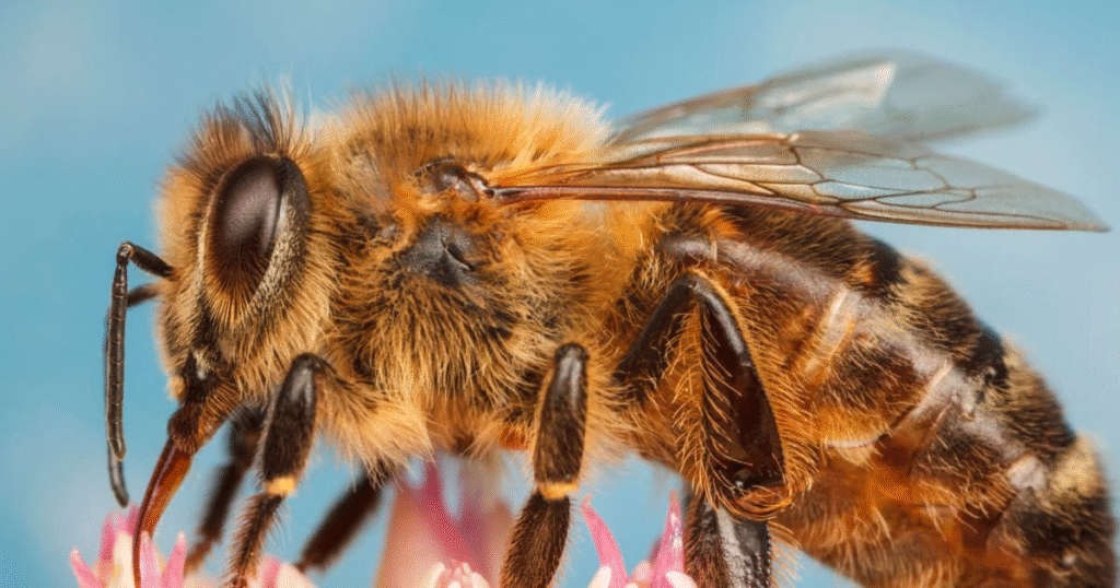 What Is Bee