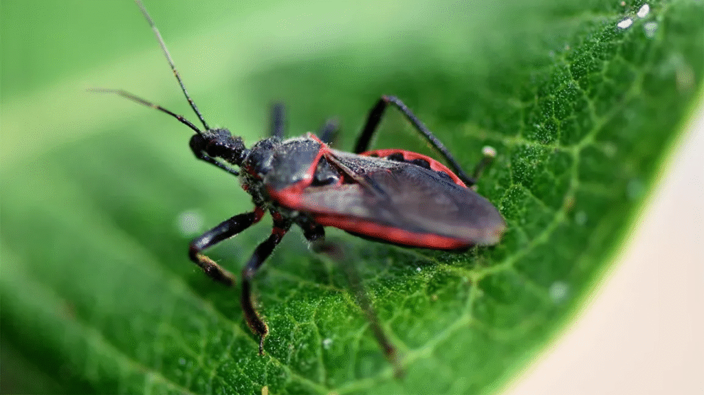 This Bug So Serious