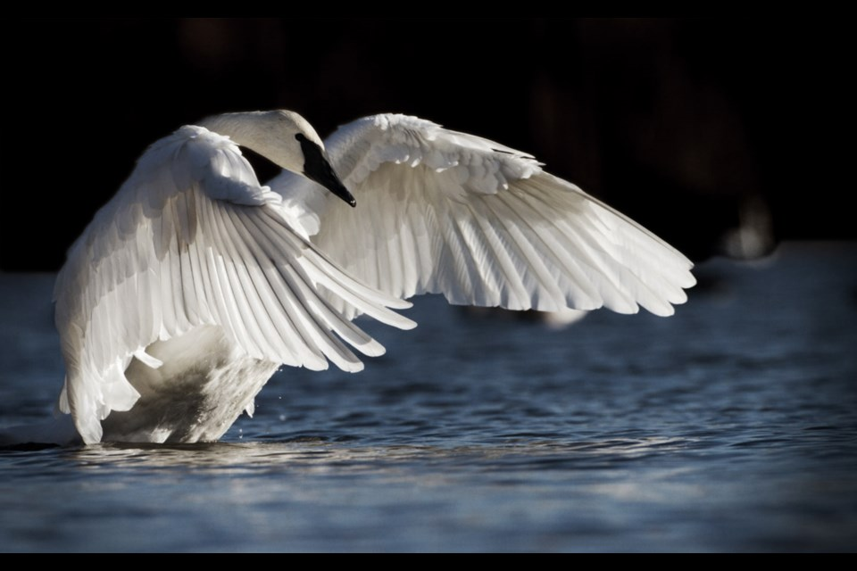 weight of a feather
